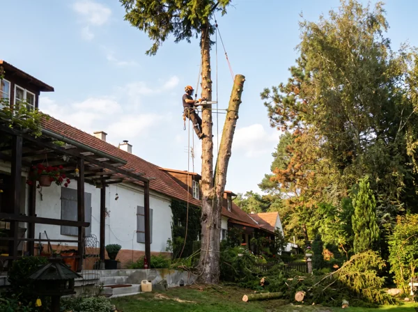 Ilustrační scéna: arborista na laně kácí strom po částech u rodinného domu