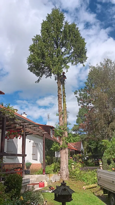 Strom u rodinného domu kácený po částech z lana